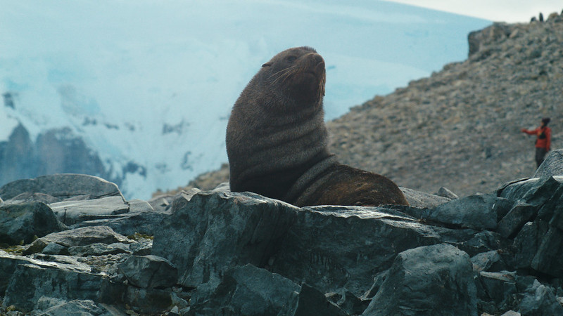Antarctic fur seal South Georgia