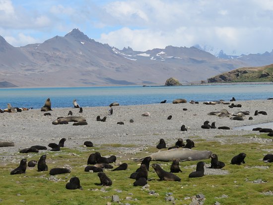 Fortuna Bay Shackleton route South Georgia