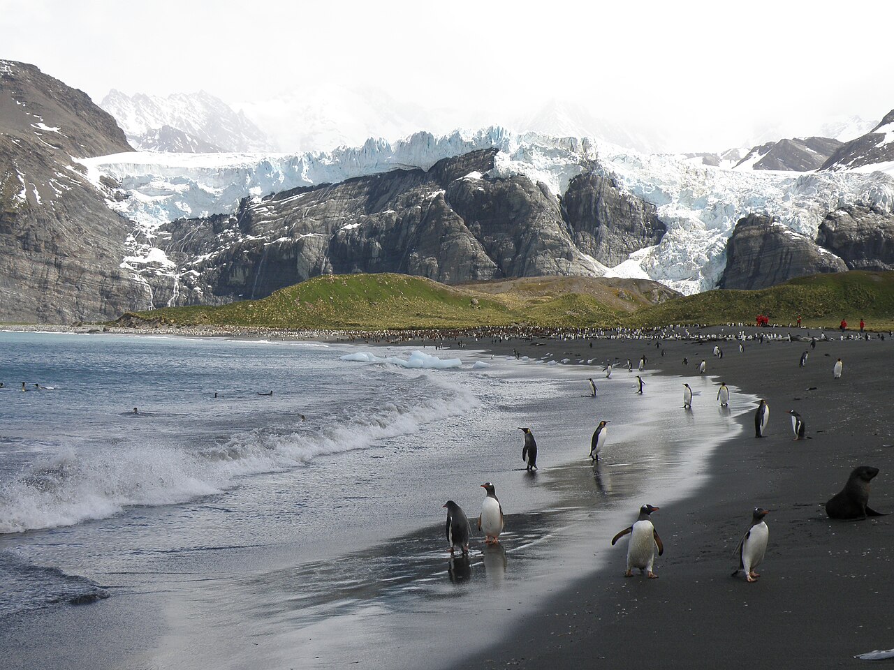 Gold Harbour South Georgia penguin colony glacier