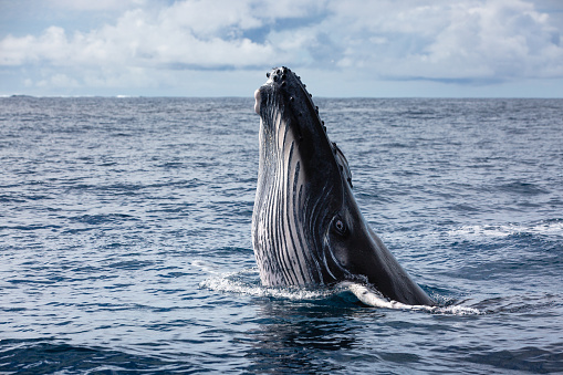 Humpback whale South Georgia