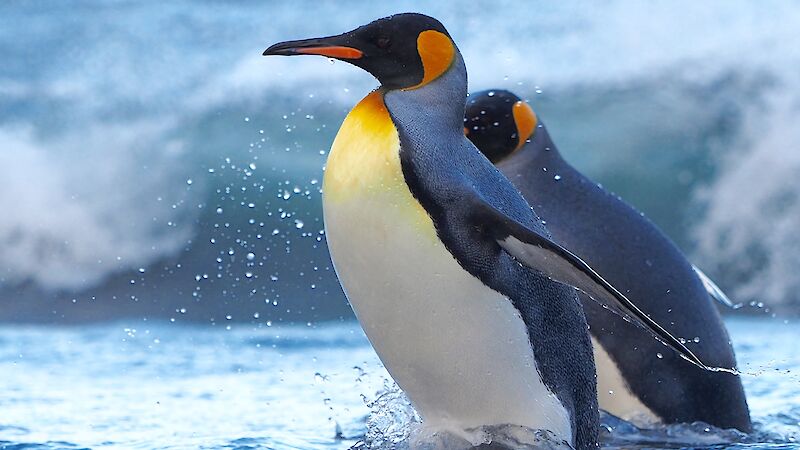 King penguin colony at St Andrews Bay South Georgia