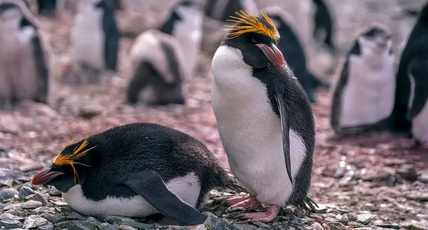 Macaroni penguin South Georgia