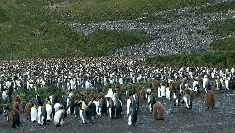 Salisbury Plain king penguins South Georgia