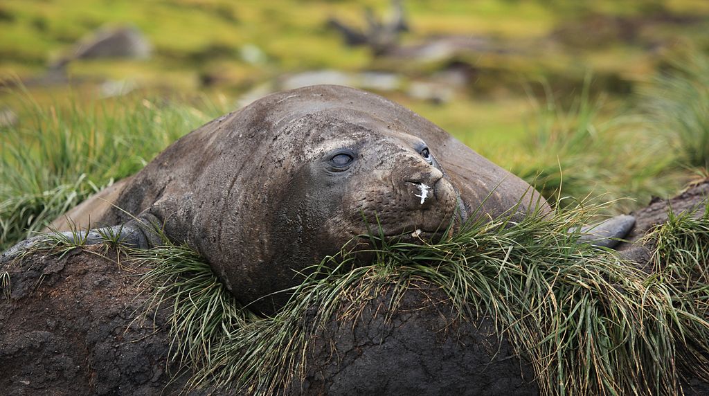 Southern elephant seal beachmaster South Georgia