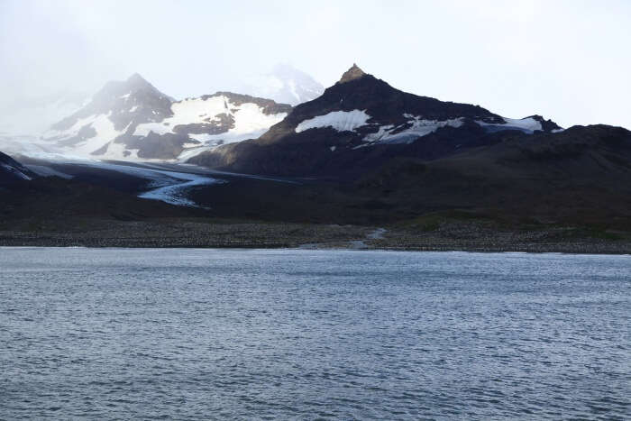 St Andrews Bay king penguin colony South Georgia