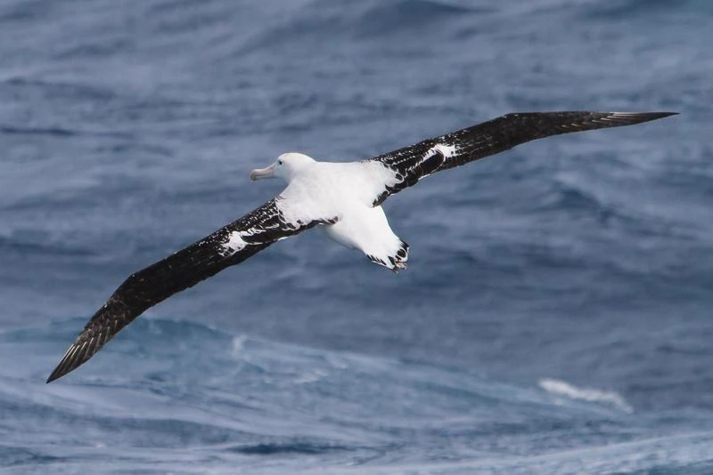 Wandering albatross South Georgia nesting